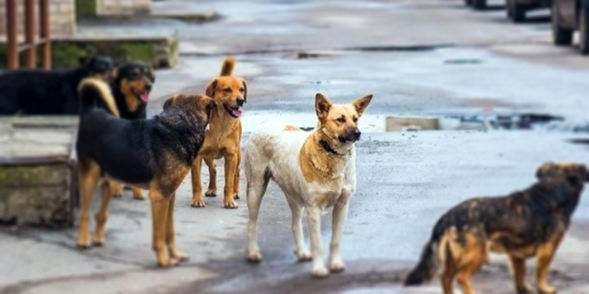 İstanbul sokak köpeklerinin soykırım tarihi