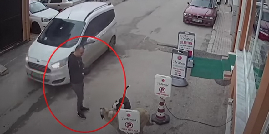 Pitbull cinsi köpeğini sokak köpeğine saldırttı: Olayı gören esnaf sopayla kurtardı