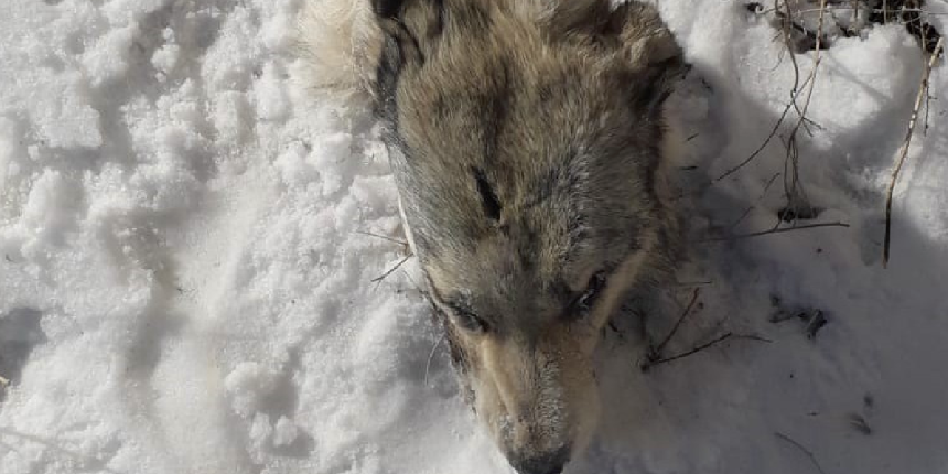 Aç kurt şehre inince köpekler saldırdı, bir tek kafası kaldı