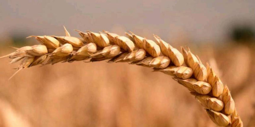 Rusya-Ukrayna gerilimi ekmek fiyatlarını da artırabilir