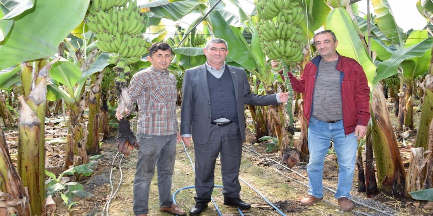 Serada yetiştiği muza 8 liradan alıcı bulan Antalyalı çiftçi memnun