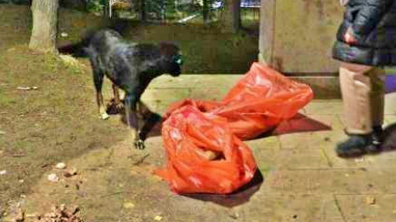 Ankara'da 8 yavru köpeğin ölümünde cinayet şüphesi!