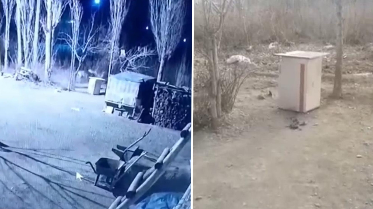 Köye inen aç kurt sürüsü sinsice yaklaşıp paramparça etti: Kamerayı izleyenler şoke oldu!