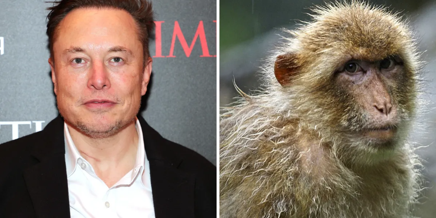 Elon Musk'ın yürüttüğü Neuralink'in testlerine giren 23 maymundan 15'i öldü!