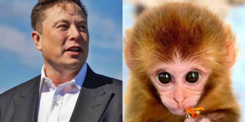 Elon Musk'ın 'beyne çip takma' deneylerindeki maymunların çoğu öldü!