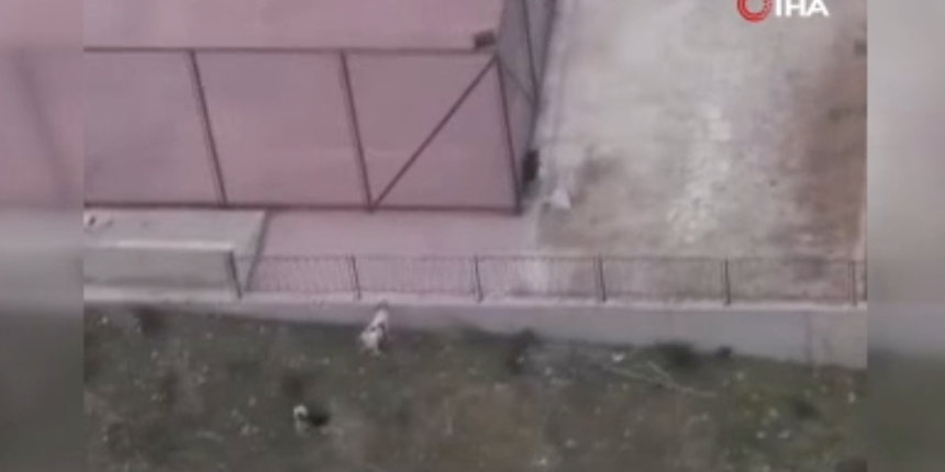 Sokak köpekleri ilkokul çocuklarına saldırdı! O anlar kamerada