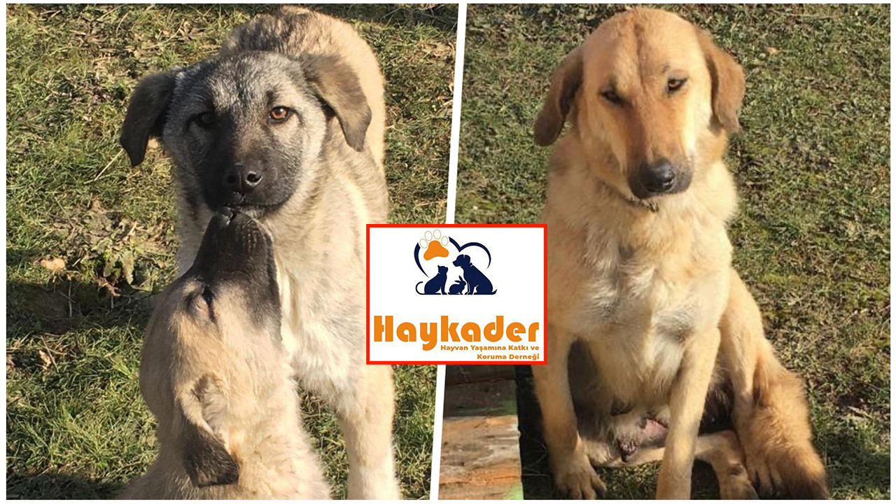 Hayvan Yaşamına Katkı ve Koruma Derneği (HAYKADER) kuruldu