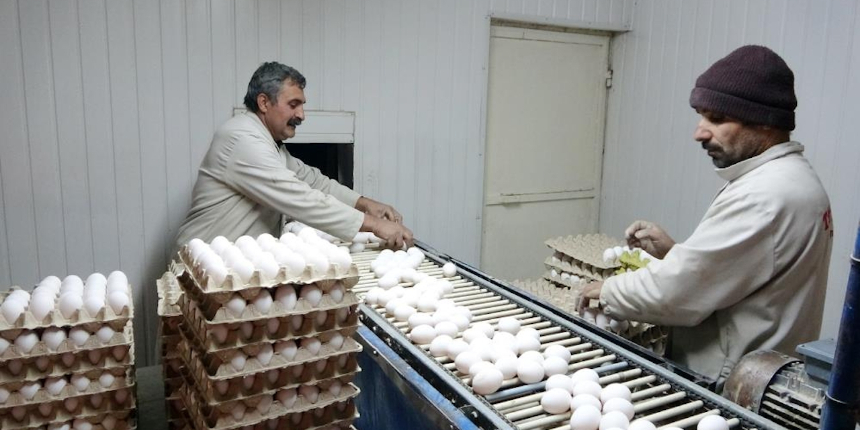 KDV indirimi Muşlu yumurta üreticisini memnun etti