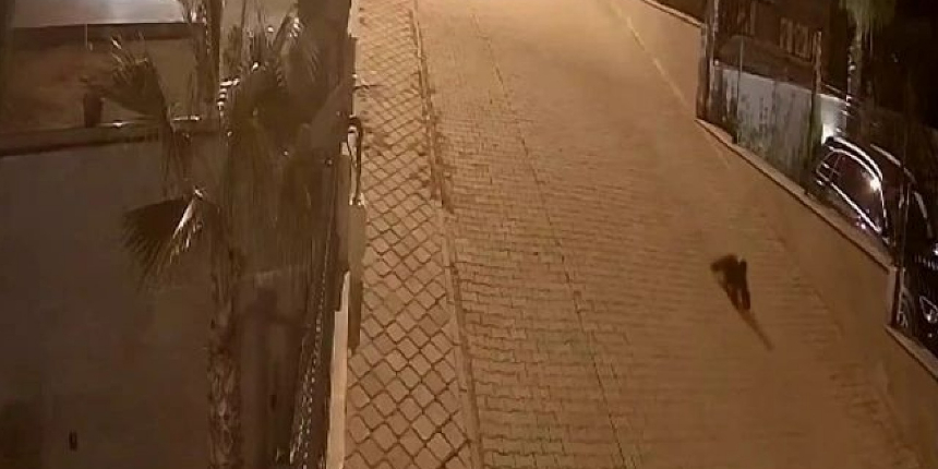 Ayakkabı hırsızı kedi çıktı