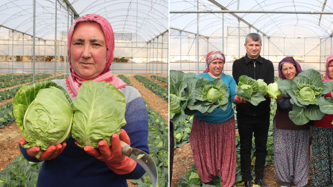 İhracata yeni bir ürün eklendi: Tanesi 10 lira olan 'mini lahana'nın tadı çok farklı...