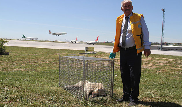 Atatürk Havalimanı'nda köpek alarmı!