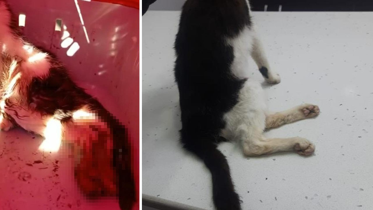Evinin önünde dolaşıyor diye kediyi pompalı tüfekle vurdu!