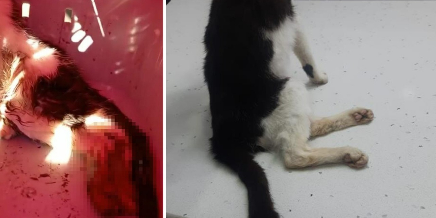 Evinin önünde dolaşıyor diye kediyi pompalı tüfekle vurdu!