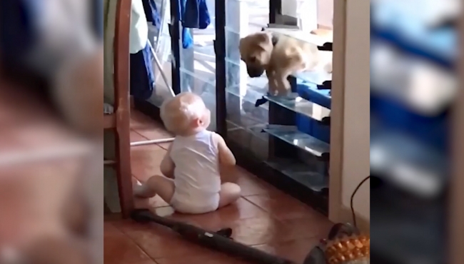 Soğukta kalan köpeği eve alan koca yürekli bebek...