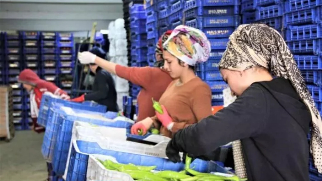 Rus işgali sebze fiyatlarını etkiledi: Domates ve biber yarı yarıya ucuzladı!