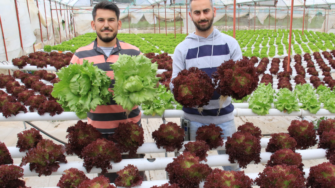 İki arkadaş kafa kafaya verip işi bıraktı, topraksız tarıma başladı: Yurt dışına satış yapıyorlar!