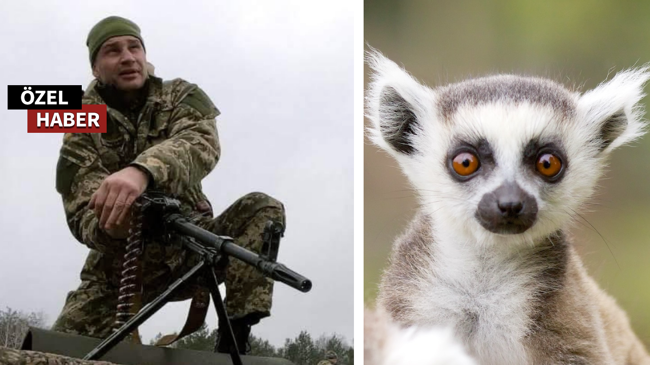 Kiev Hayvanat Bahçesi'nde bir lemur maymunu doğdu! Adı Bayraktar oldu
