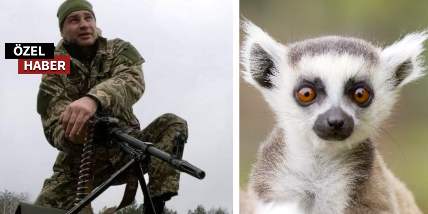 Kiev Hayvanat Bahçesi'nde bir lemur maymunu doğdu! Adı Bayraktar oldu
