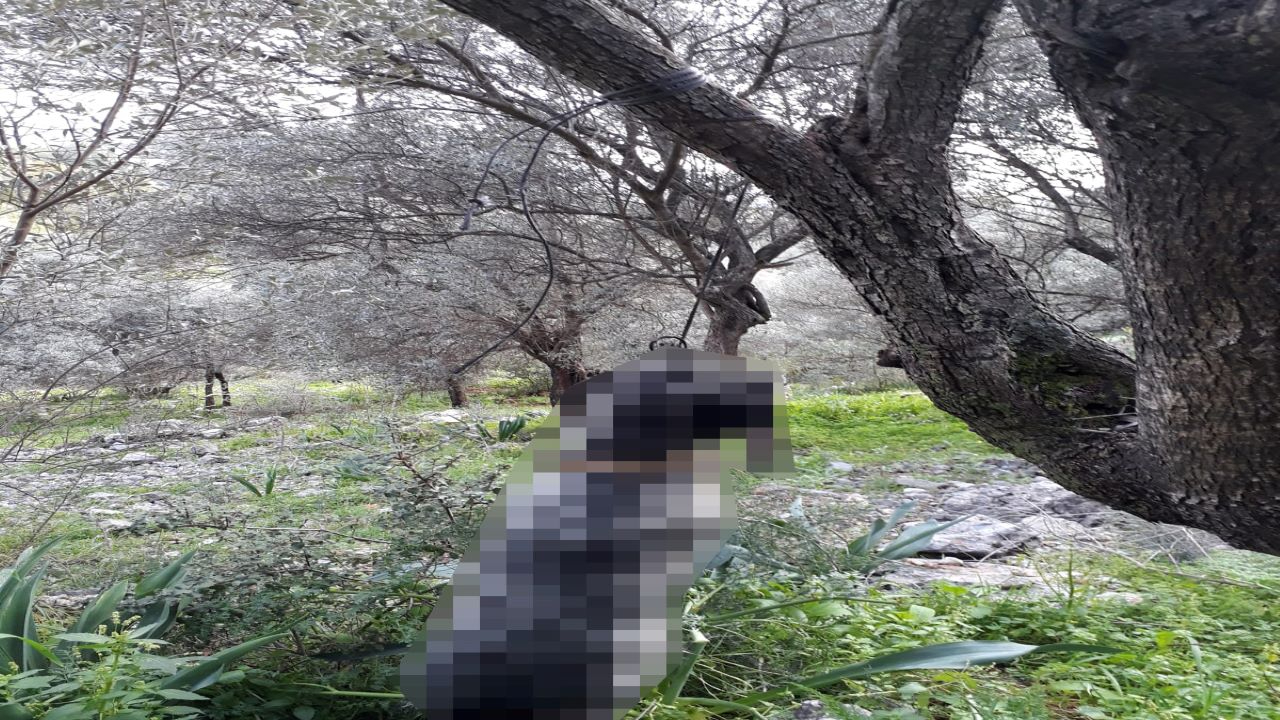 Muğla'da vahşet, ağaca asılı köpek bulundu