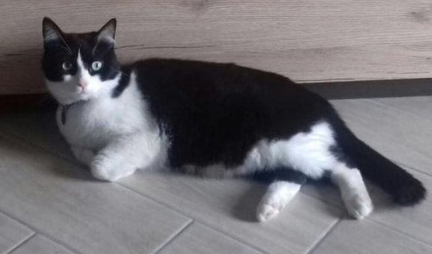 Sahibini terk edip komşuya taşınan kedi mahkemelik oldu!