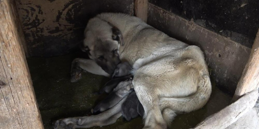 Şaşkına çeviren olay: Yeni doğan yavru köpek, 'anne' dedi!