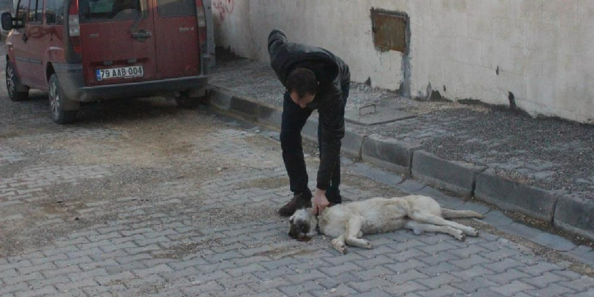Vicdansız sürücü, köpeği ezerek kaçtı
