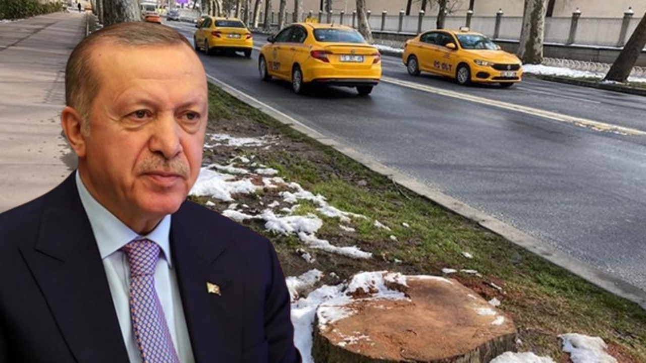 Erdoğan'dan İBB'ye ağaç tepkisi: Gezi'de fırtına koparanlar kılını bile kıpırdatmıyor!
