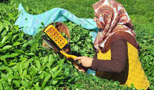 Yaş çay taban alım fiyatı açıklandı