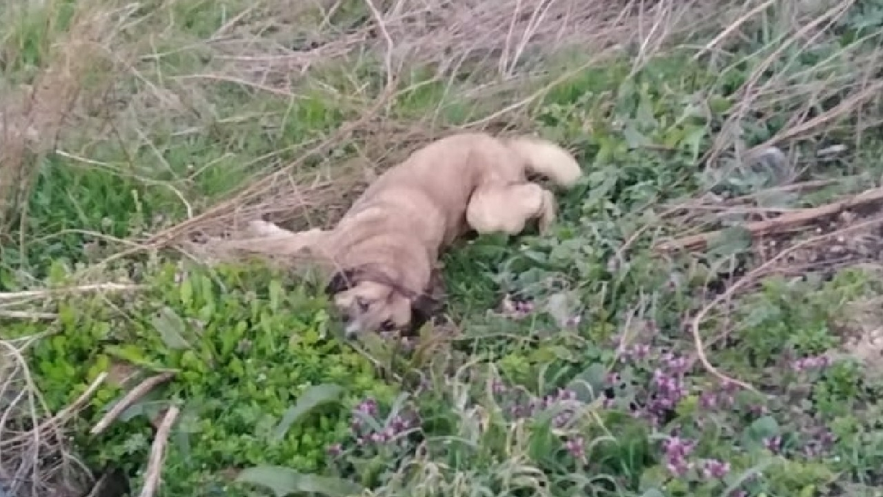 Bursa'da zehirlenen 9 köpek öldü
