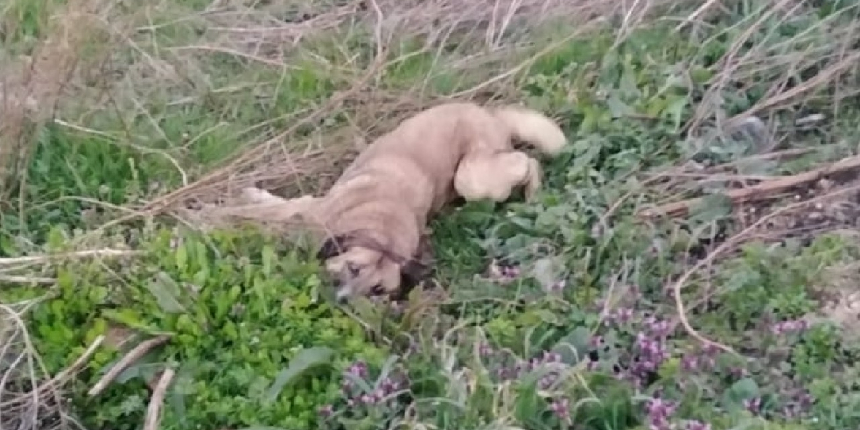 Bursa'da zehirlenen 9 köpek öldü
