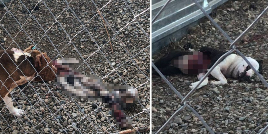 Çanakkale Belediye Barınağı'nda aç kalan pitbulllar birbirini parçaladı!