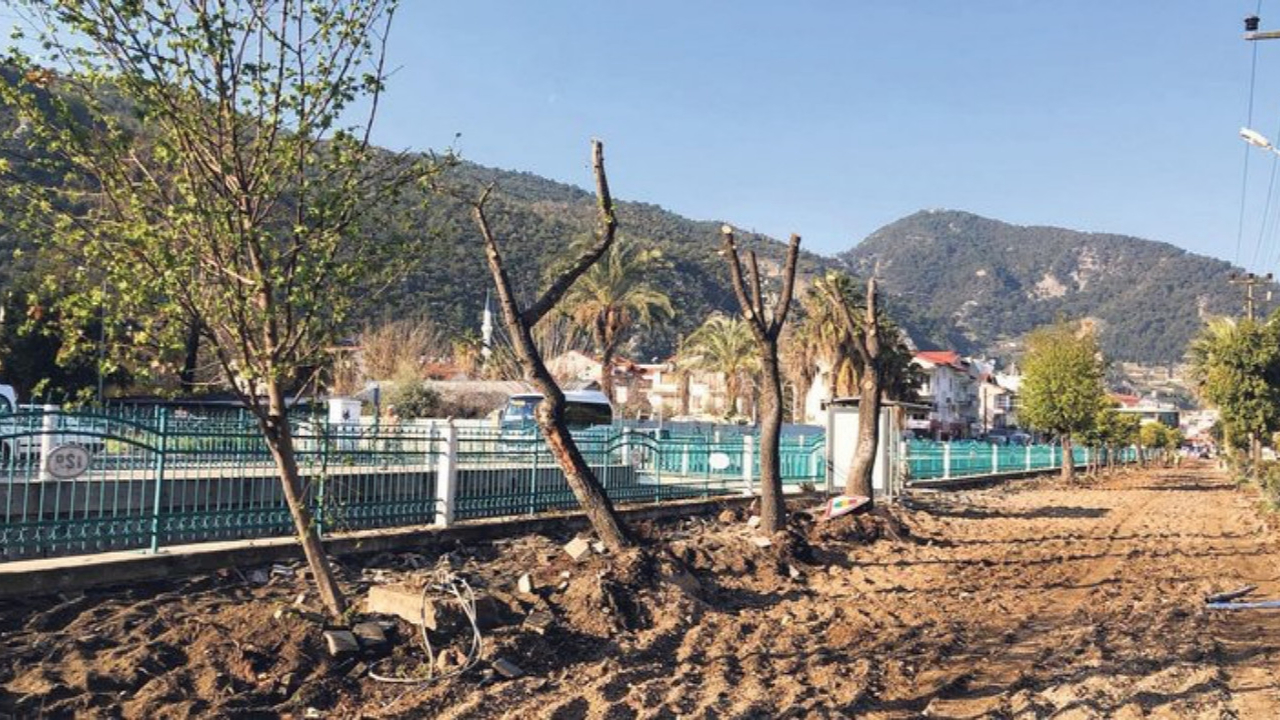 Ağaç katliamının son adresi Fethiye: Altın değerindeki sığla ağaçları yerinden söküldü!