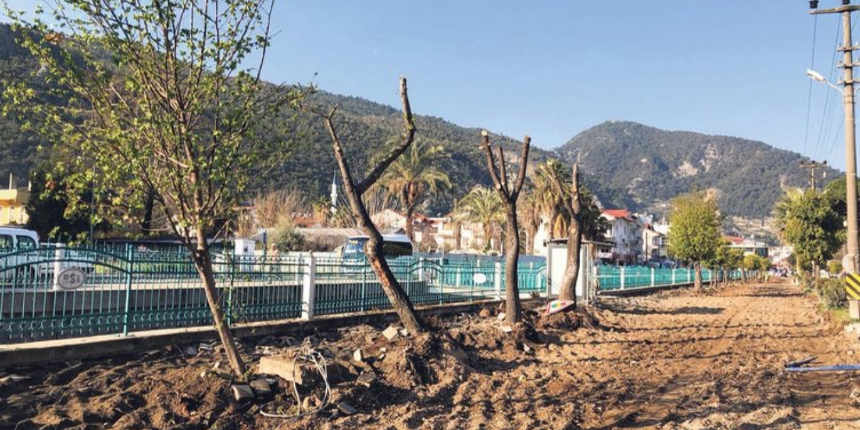 Ağaç katliamının son adresi Fethiye: Altın değerindeki sığla ağaçları yerinden söküldü!