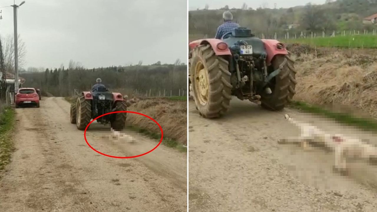 'Tavuklarımı yedi' diyerek gebe köpeği öldürdü, hırsını alamayıp traktörle sürükledi!
