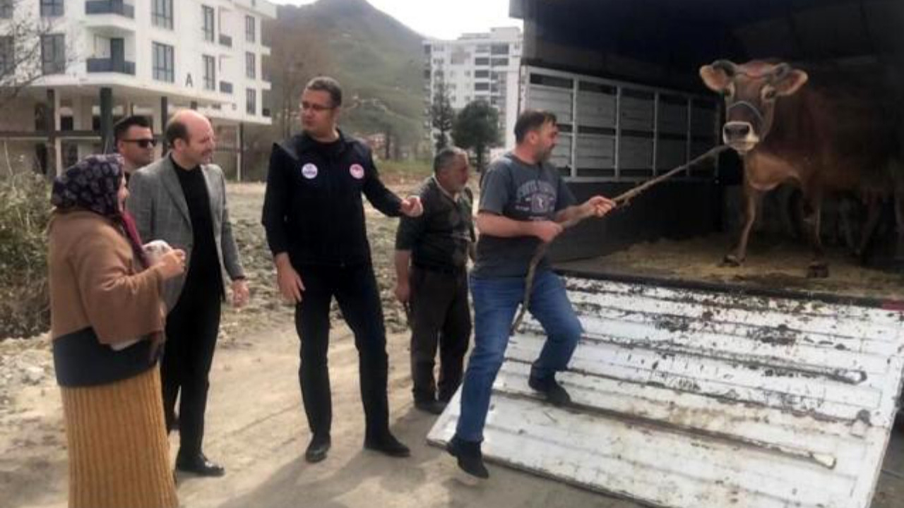 Ordu Valisi'nden yüz güldüren jest: Nezaket teyze, halk gününde inek istedi, vali kapısına gönderdi!