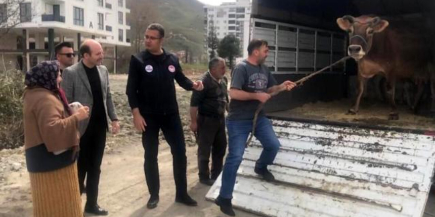 Ordu Valisi'nden yüz güldüren jest: Nezaket teyze, halk gününde inek istedi, vali kapısına gönderdi!
