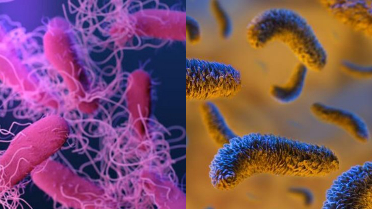 Salmonella hastalığı belirtileri! Salmonella bulaşma yolları! Salmonella tedavi yöntemleri