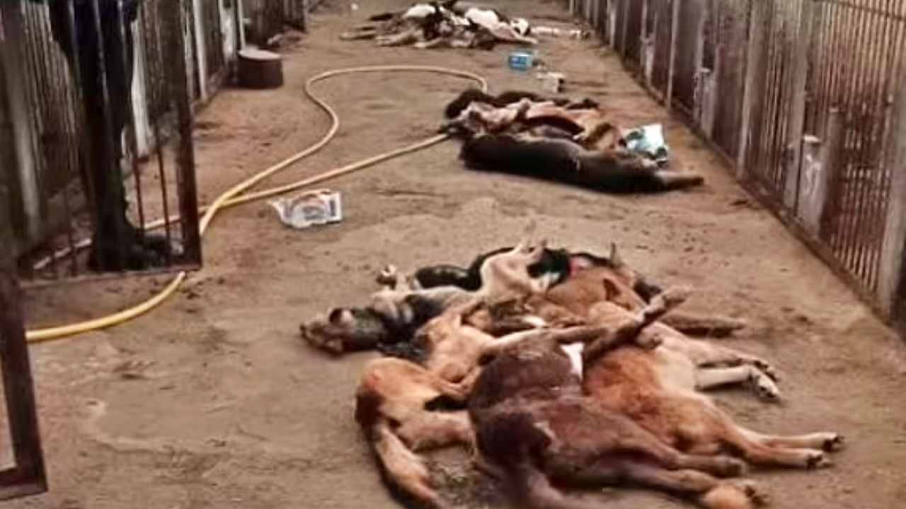 Rusların çekildiği köpek barınağından insanlık dışı görüntüler!