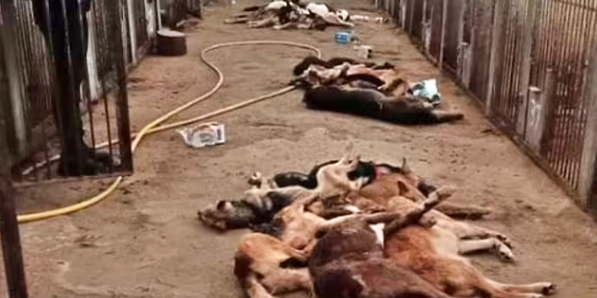 Rusların çekildiği köpek barınağından insanlık dışı görüntüler!
