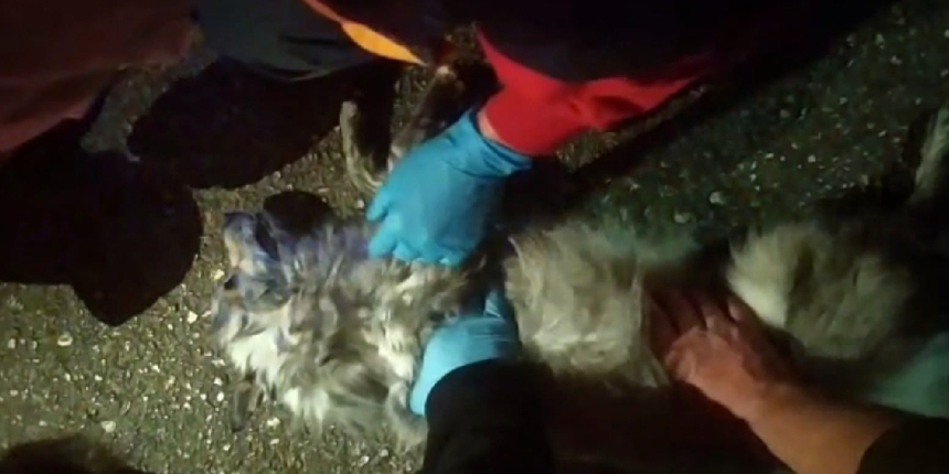 Yangında dumandan zehirlenen köpeğe dakikalarca kalp masajı yaptılar