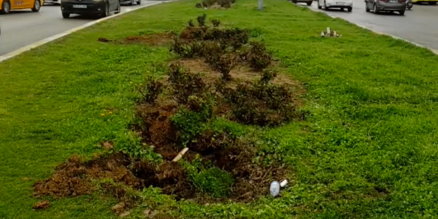 Ataşehir'de bazı ağaçlar İBB ekiplerince söküldü