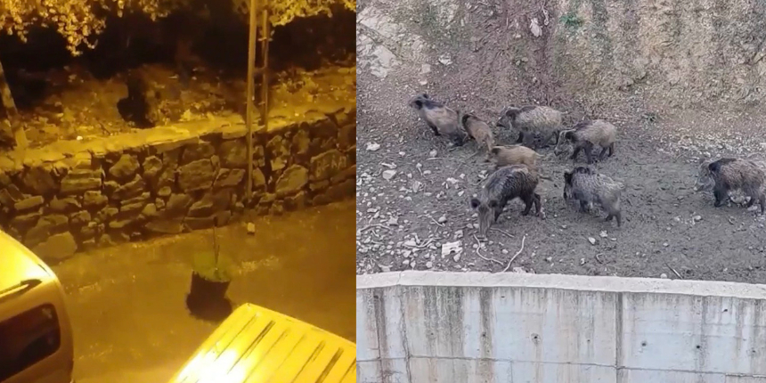 İstanbul'da aç kalan domuzlar şehir merkezine indi
