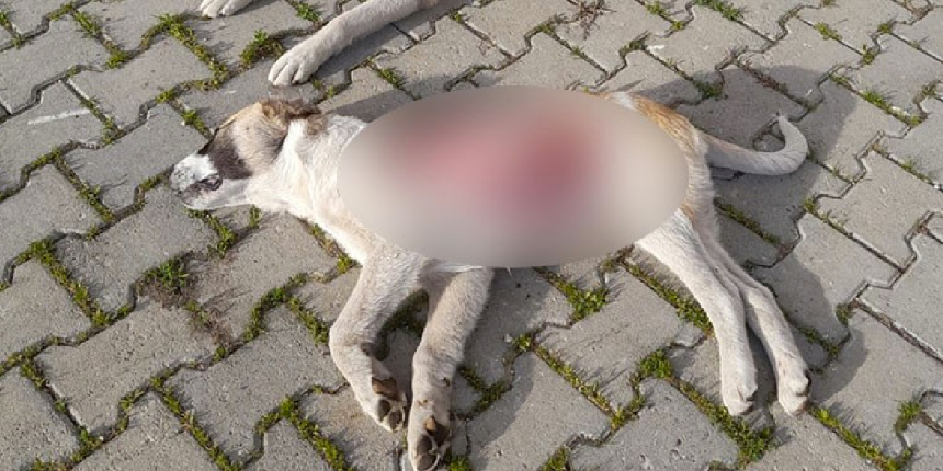 Vahşet! Yavru köpek derisi yüzülmüş halde bulundu