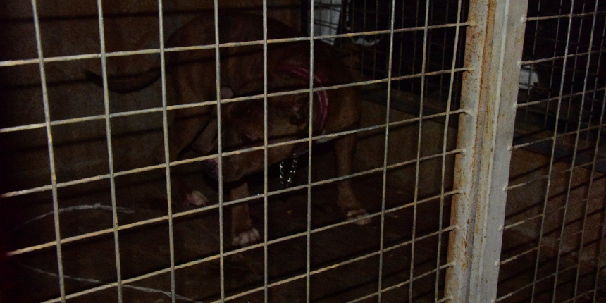 Başıboş gezen Pitbull, evcil köpekleri parçalayacaktı!