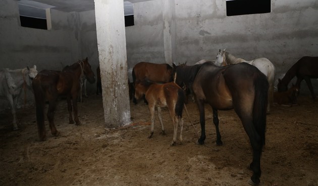 Adana'da at kesimi yapılan depoya operasyon...