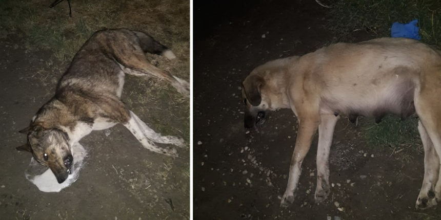 20’ye yakın köpeği zehirleyerek öldürdüler!