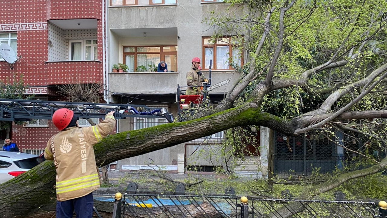 Esenler'de sabaha karşı korku dolu anlar: 40 yıllık ağaç bir anda yola devrildi!