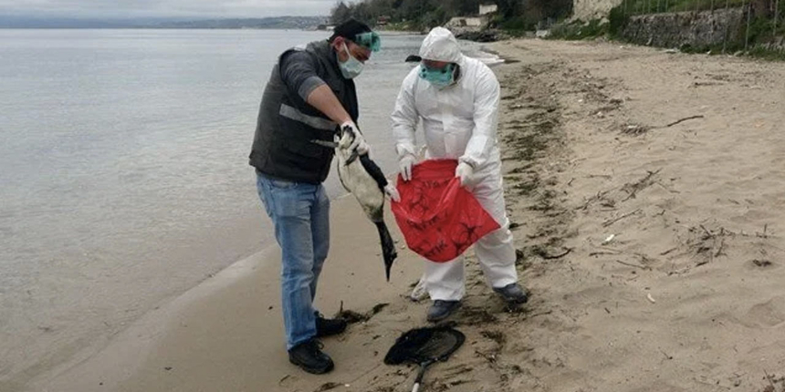 Karadenizdeki kuş ölümleri tedirgin etti: Batı Nil virüsü ihtimali üzerinde duruluyor