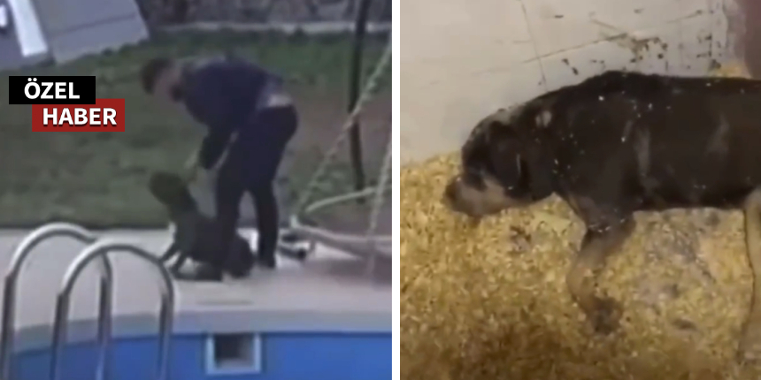 Sosyal medyayı ayağa kaldıran görüntüler! Köpeklere işkence ettiler