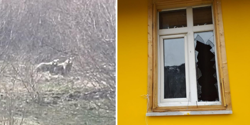 Aç kalan ayılar, yayladaki evleri talan etti